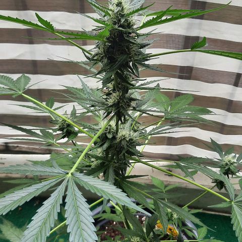 Michael & Jimmy - BCN Critical XXL growlog timeline photo