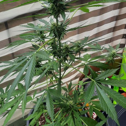 Michael & Jimmy - BCN Critical XXL growlog timeline photo