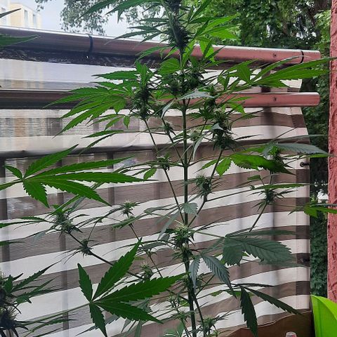 Michael & Jimmy - BCN Critical XXL growlog timeline photo