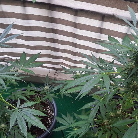 Michael & Jimmy - BCN Critical XXL growlog timeline photo