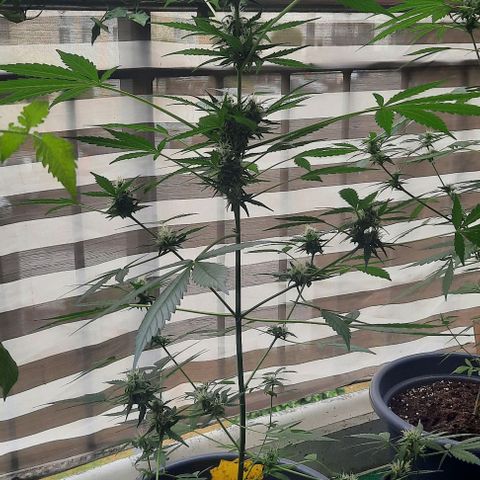 Michael & Jimmy - BCN Critical XXL growlog timeline photo