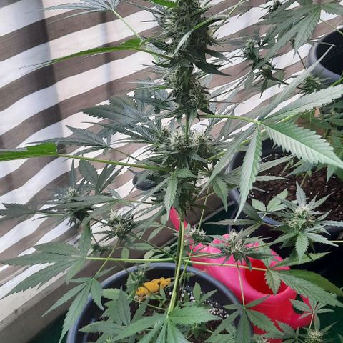 Michael & Jimmy - BCN Critical XXL growlog timeline photo