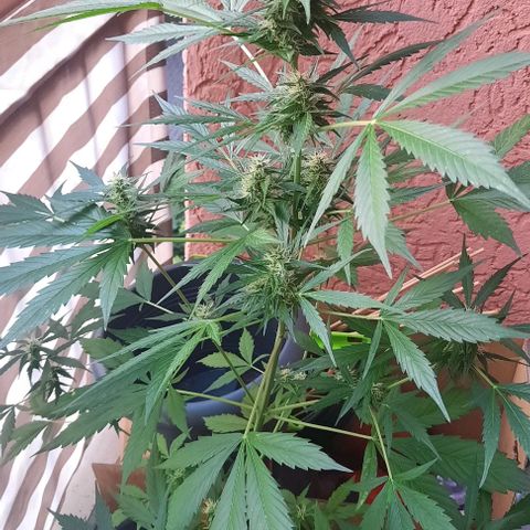 Michael & Jimmy - BCN Critical XXL growlog timeline photo