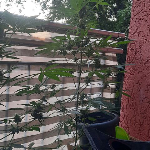 Michael & Jimmy - BCN Critical XXL growlog timeline photo
