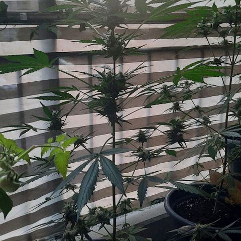 Michael & Jimmy - BCN Critical XXL growlog timeline photo