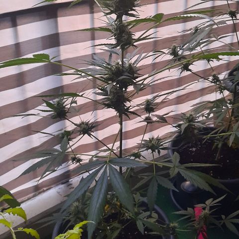 Michael & Jimmy - BCN Critical XXL growlog timeline photo