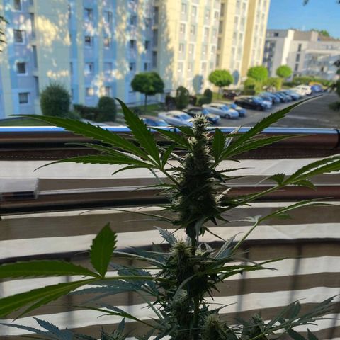 Michael & Jimmy - BCN Critical XXL growlog timeline photo