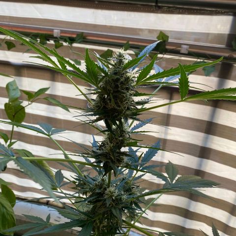Michael & Jimmy - BCN Critical XXL growlog timeline photo