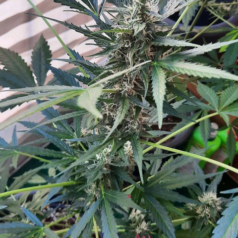 Michael & Jimmy - BCN Critical XXL growlog timeline photo