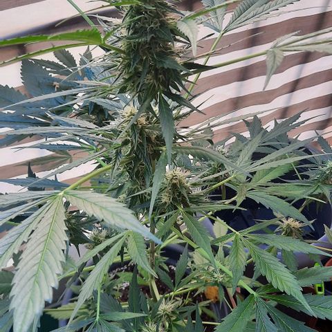 Michael & Jimmy - BCN Critical XXL growlog timeline photo