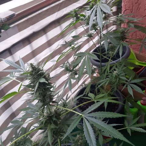 Michael & Jimmy - BCN Critical XXL growlog timeline photo