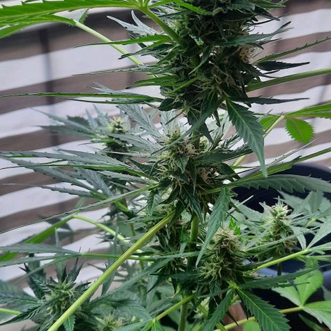 Michael & Jimmy - BCN Critical XXL growlog timeline photo