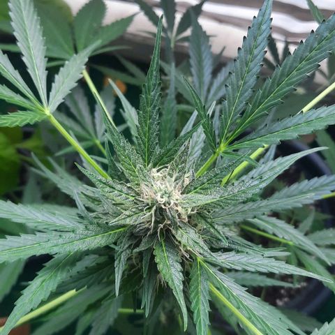 Michael & Jimmy - BCN Critical XXL growlog timeline photo