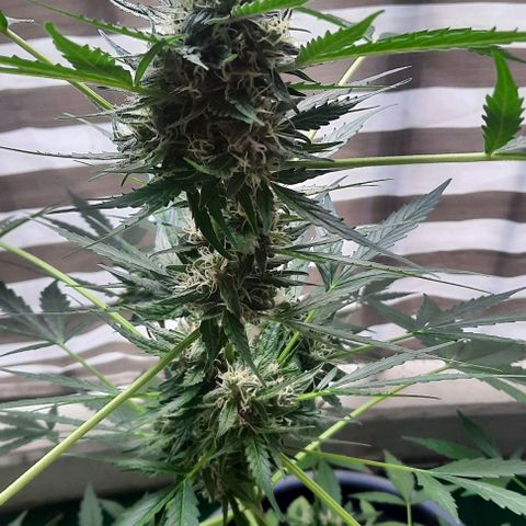 Michael & Jimmy - BCN Critical XXL growlog timeline photo