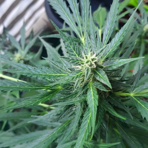 Michael & Jimmy - BCN Critical XXL growlog timeline photo