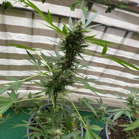 Michael & Jimmy - BCN Critical XXL growlog timeline photo