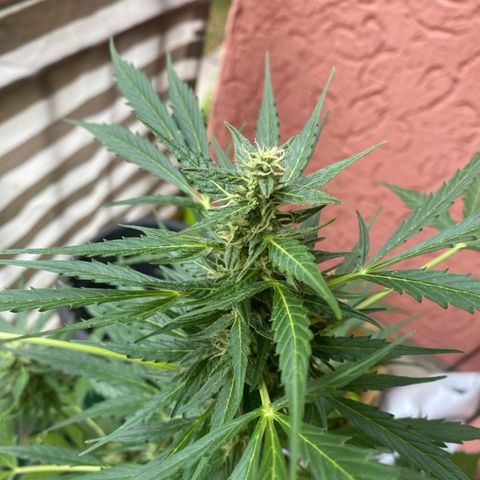Michael & Jimmy - BCN Critical XXL growlog timeline photo