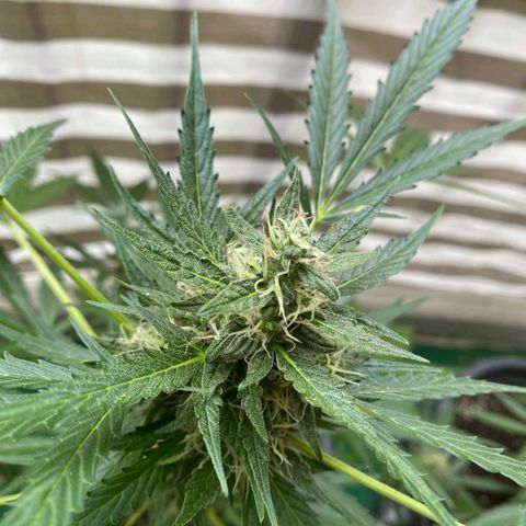 Michael & Jimmy - BCN Critical XXL growlog timeline photo