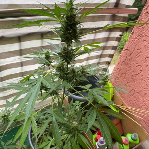 Michael & Jimmy - BCN Critical XXL growlog timeline photo
