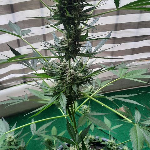 Michael & Jimmy - BCN Critical XXL growlog timeline photo