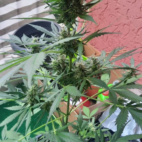 Michael & Jimmy - BCN Critical XXL growlog timeline photo