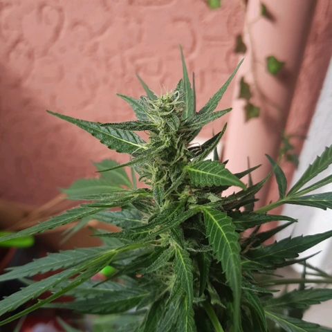 Michael & Jimmy - BCN Critical XXL growlog timeline photo