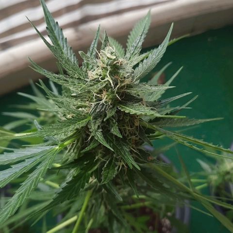 Michael & Jimmy - BCN Critical XXL growlog timeline photo