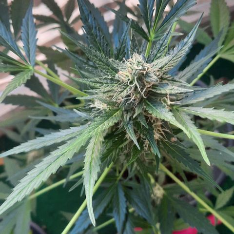 Michael & Jimmy - BCN Critical XXL growlog timeline photo