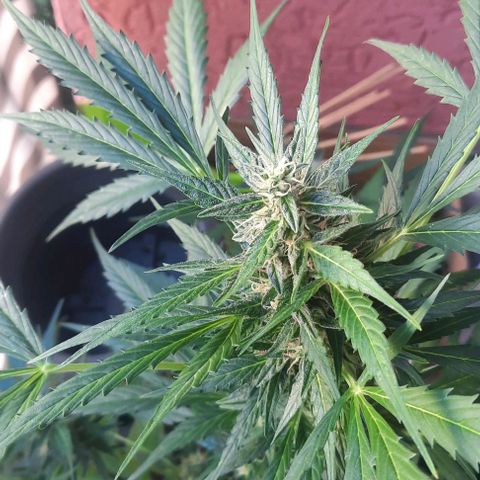 Michael & Jimmy - BCN Critical XXL growlog timeline photo