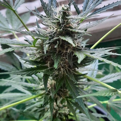Michael & Jimmy - BCN Critical XXL growlog timeline photo