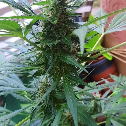 Michael & Jimmy - BCN Critical XXL growlog timeline photo