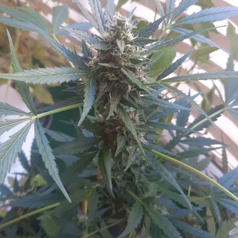 Michael & Jimmy - BCN Critical XXL growlog timeline photo