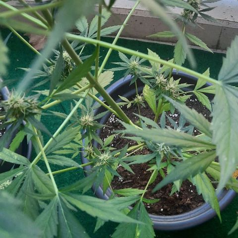 Michael & Jimmy - BCN Critical XXL growlog timeline photo