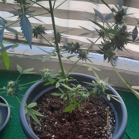 Michael & Jimmy - BCN Critical XXL growlog timeline photo