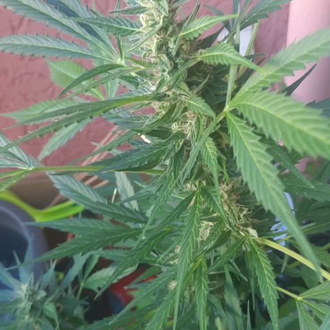 Michael & Jimmy - BCN Critical XXL growlog timeline photo