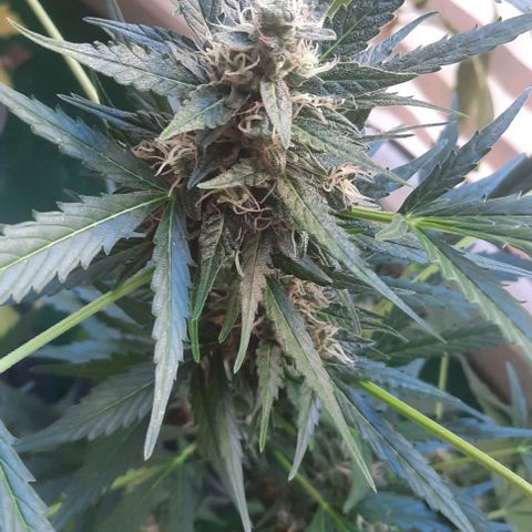 Michael & Jimmy - BCN Critical XXL growlog timeline photo