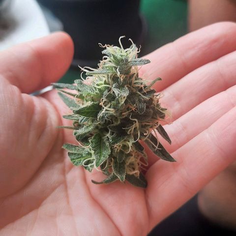 Michael & Jimmy - BCN Critical XXL growlog photo: 1. Bud geerntet