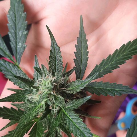 Michael & Jimmy - BCN Critical XXL growlog photo: 1. Bud geerntet
