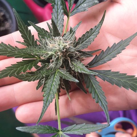 Michael & Jimmy - BCN Critical XXL growlog photo: 1. Bud geerntet