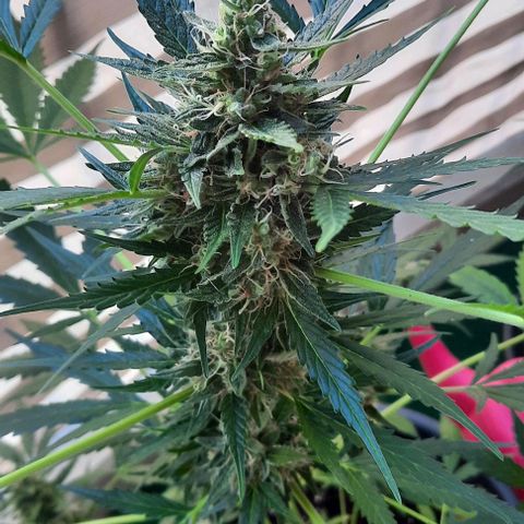 Michael & Jimmy - BCN Critical XXL growlog timeline photo