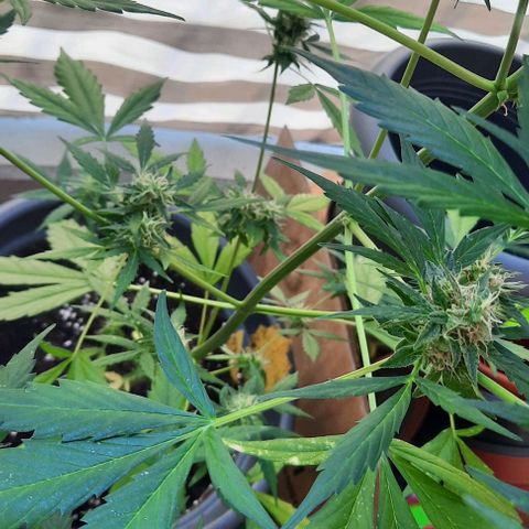 Michael & Jimmy - BCN Critical XXL growlog timeline photo