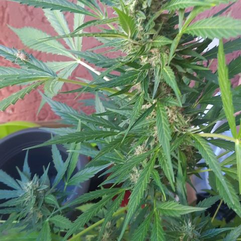 Michael & Jimmy - BCN Critical XXL growlog timeline photo