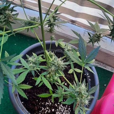 Michael & Jimmy - BCN Critical XXL growlog timeline photo