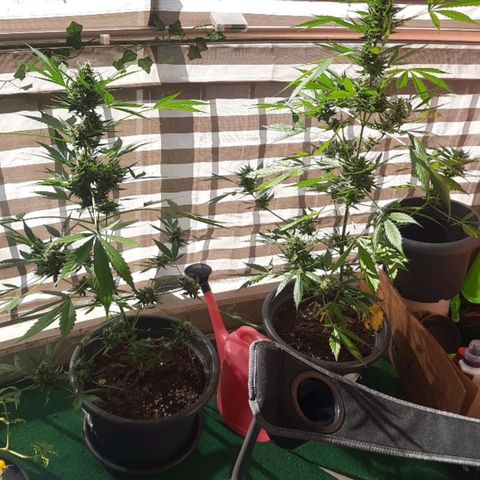 Michael & Jimmy - BCN Critical XXL growlog timeline photo