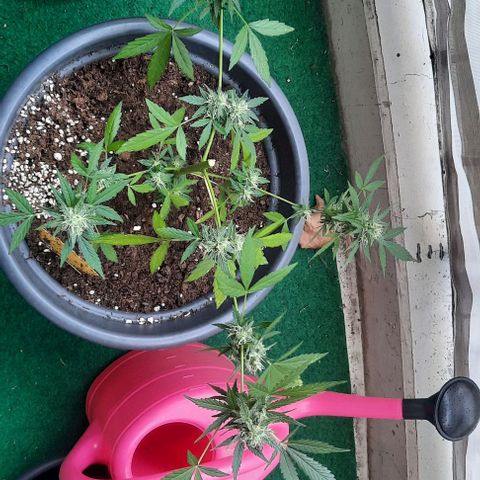 Michael & Jimmy - BCN Critical XXL growlog timeline photo