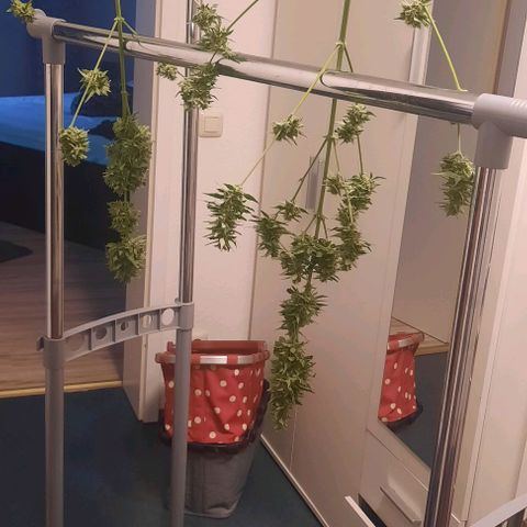 Michael & Jimmy - BCN Critical XXL growlog timeline photo