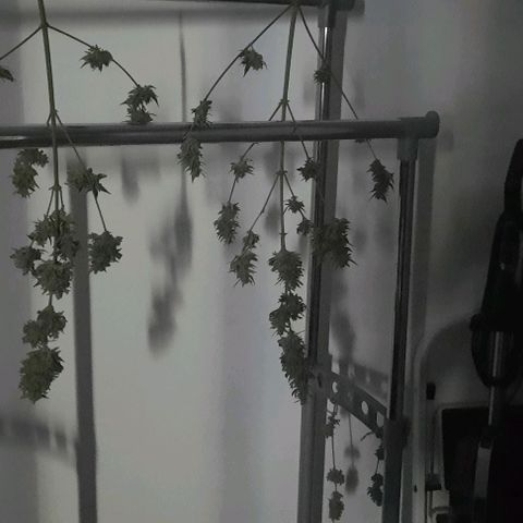 Michael & Jimmy - BCN Critical XXL growlog timeline photo