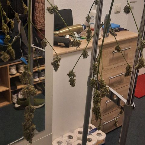 Michael & Jimmy - BCN Critical XXL growlog timeline photo