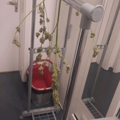Michael & Jimmy - BCN Critical XXL growlog timeline photo