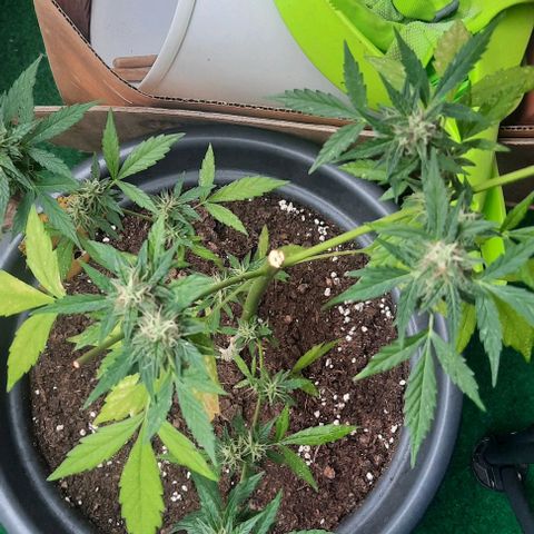 Michael & Jimmy - BCN Critical XXL growlog timeline photo